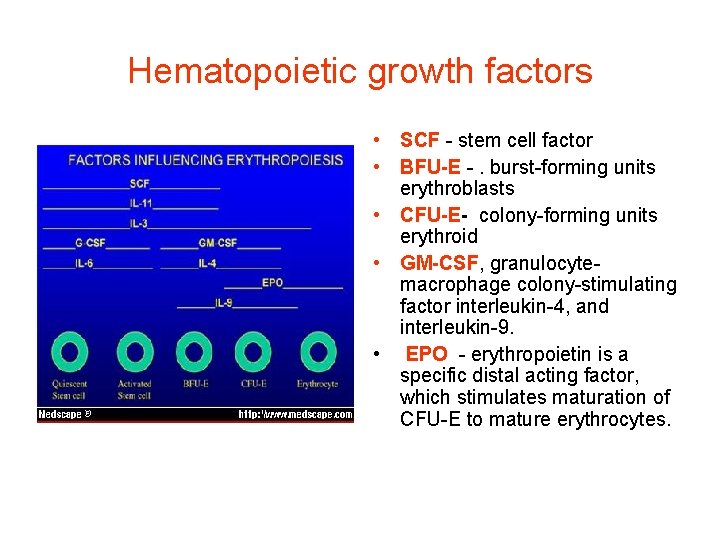 Hematopoietic growth factors • SCF - stem cell factor • BFU-E -. burst-forming units