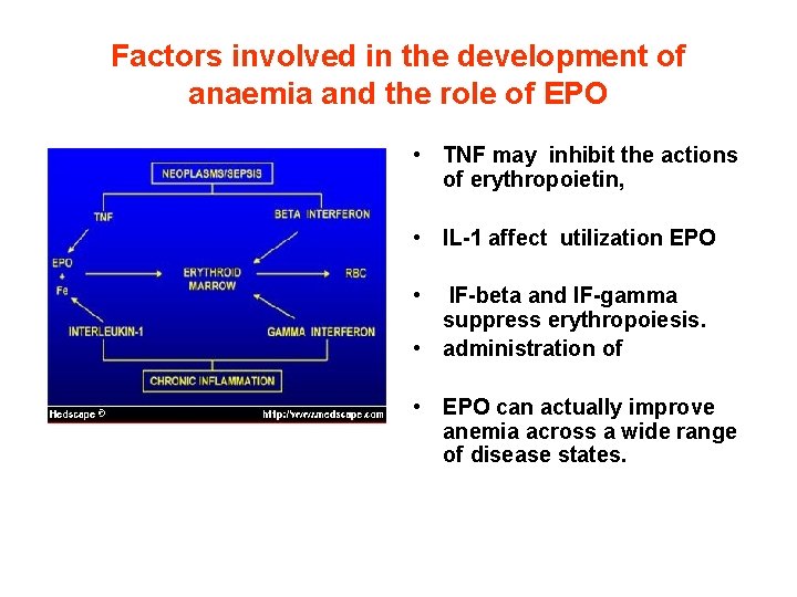 Factors involved in the development of anaemia and the role of EPO • TNF