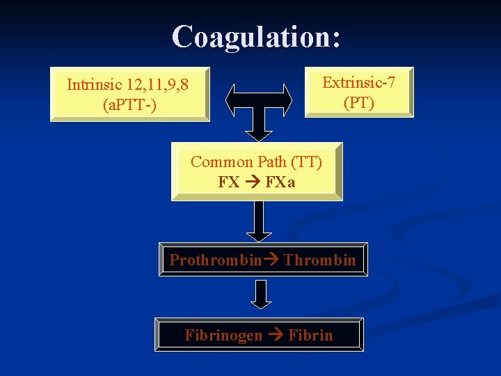 Coagulation: Intrinsic 12, 11, 9, 8 (a. PTT-) Extrinsic-7 (PT) Common Path (TT) FX