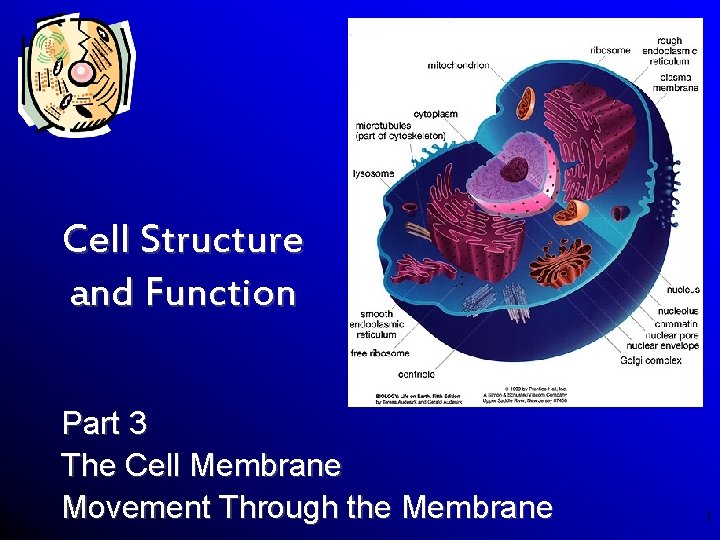 Cell Structure and Function Part 3 The Cell