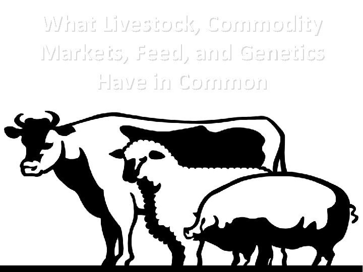 What Livestock, Commodity Markets, Feed, and Genetics Have in Common 