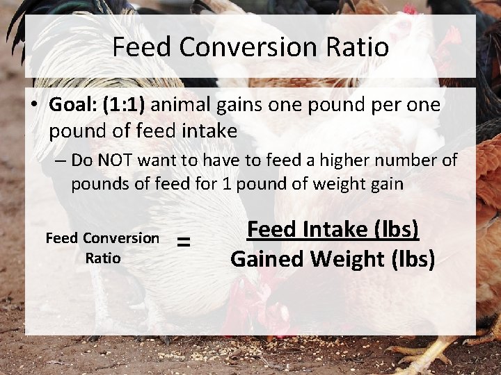 Feed Conversion Ratio • Goal: (1: 1) animal gains one pound per one pound