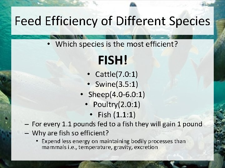 Feed Efficiency of Different Species • Which species is the most efficient? FISH! •