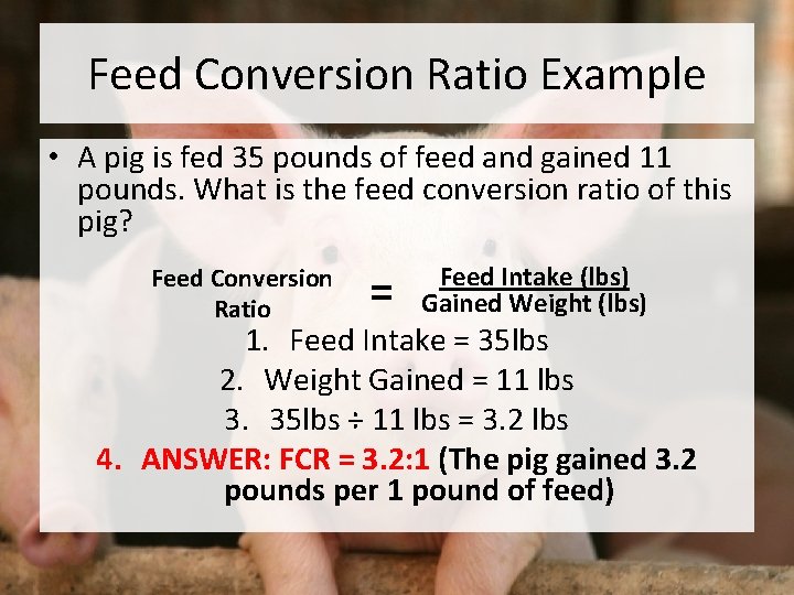 Feed Conversion Ratio Example • A pig is fed 35 pounds of feed and
