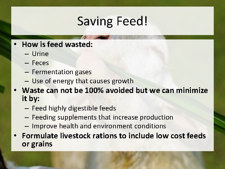 Saving Feed! • How is feed wasted: – – Urine Feces Fermentation gases Use