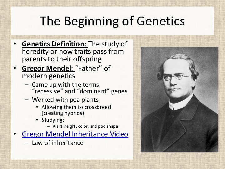 The Beginning of Genetics • Genetics Definition: The study of heredity or how traits