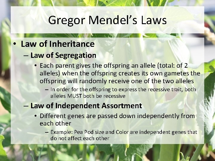 Gregor Mendel’s Laws • Law of Inheritance – Law of Segregation • Each parent