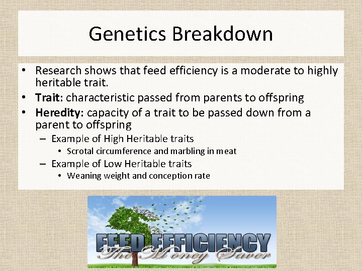 Genetics Breakdown • Research shows that feed efficiency is a moderate to highly heritable