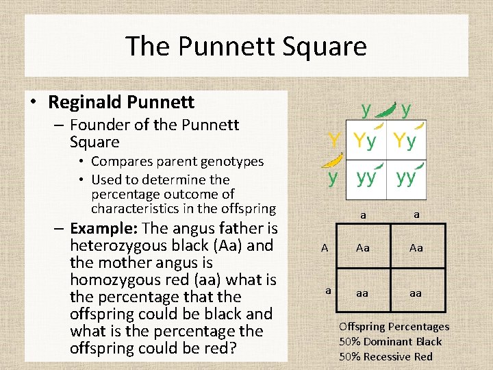 The Punnett Square • Reginald Punnett – Founder of the Punnett Square • Compares