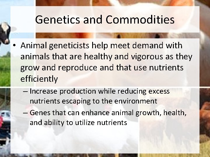 Genetics and Commodities • Animal geneticists help meet demand with animals that are healthy