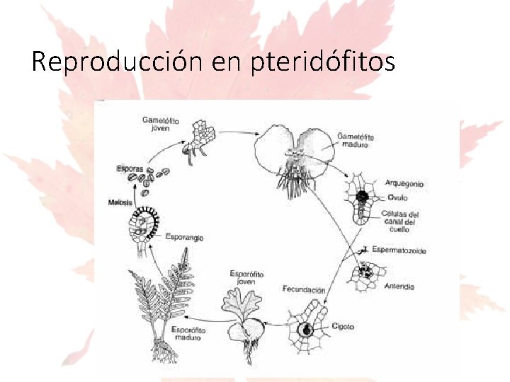 Reproducción en pteridófitos 