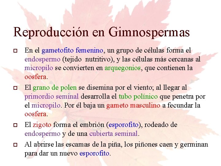 Reproducción en Gimnospermas En el gametofito femenino, un grupo de células forma el endospermo