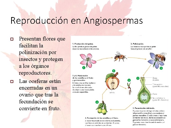 Reproducción en Angiospermas Presentan flores que facilitan la polinización por insectos y protegen a