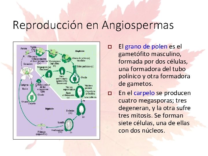 Reproducción en Angiospermas El grano de polen es el gametófito masculino, formada por dos