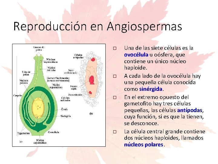 Reproducción en Angiospermas Una de las siete células es la ovocélula u oósfera, que