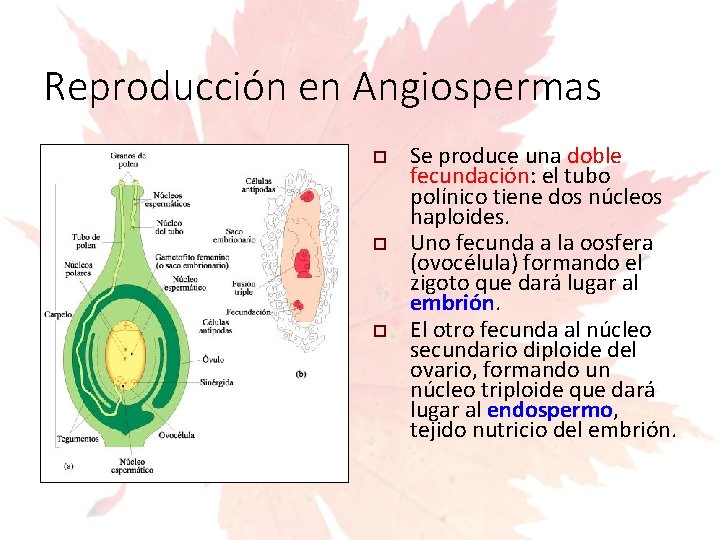 Reproducción en Angiospermas Se produce una doble fecundación: el tubo polínico tiene dos núcleos