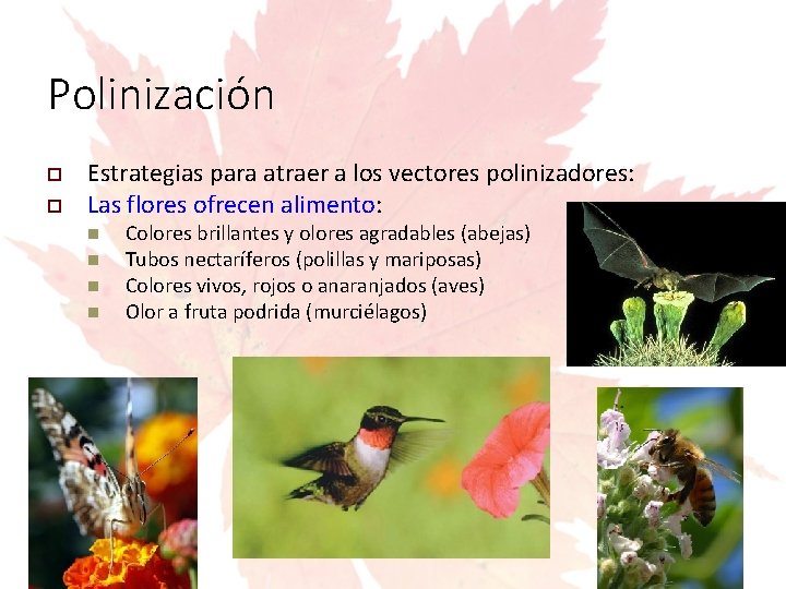 Polinización Estrategias para atraer a los vectores polinizadores: Las flores ofrecen alimento: Colores brillantes