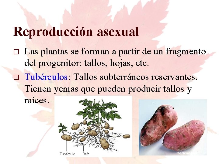 Reproducción asexual Las plantas se forman a partir de un fragmento del progenitor: tallos,