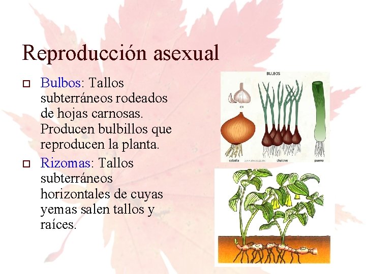 Reproducción asexual Bulbos: Tallos subterráneos rodeados de hojas carnosas. Producen bulbillos que reproducen la