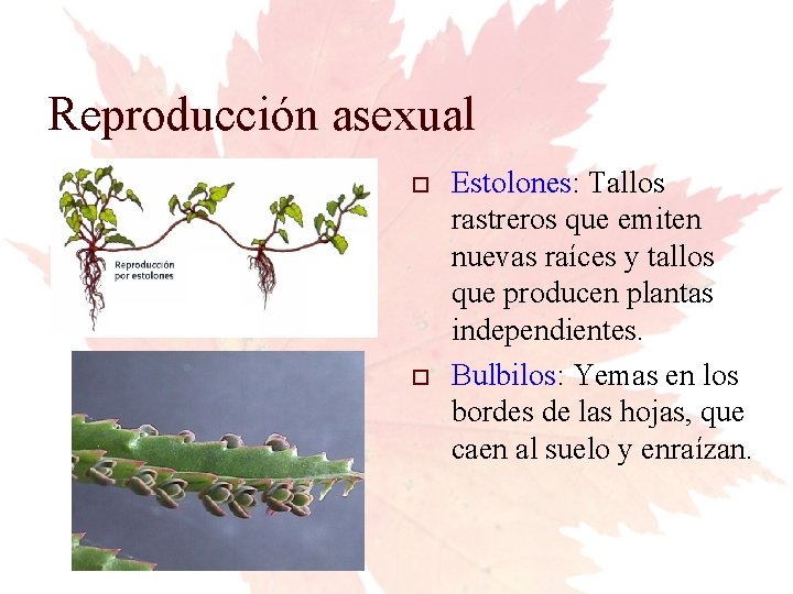 Reproducción asexual Estolones: Tallos rastreros que emiten nuevas raíces y tallos que producen plantas
