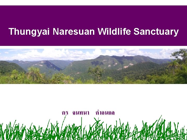 Thungyai Naresuan Wildlife Sanctuary คร จนทนา คำอนกล Thungyai Naresuan Wildlife Sanctuary คร จนทนา คำอนกล