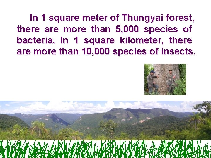 In 1 square meter of Thungyai forest, there are more than 5, 000 species