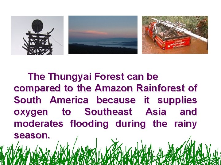 The Thungyai Forest can be compared to the Amazon Rainforest of South America because