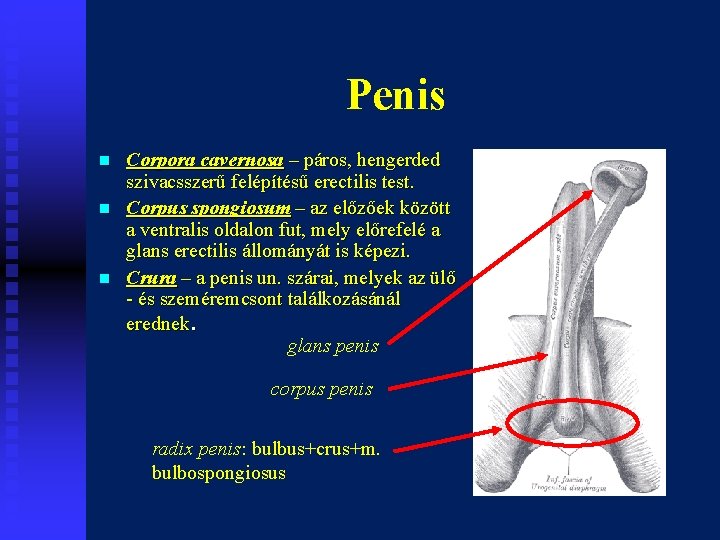 Penis n n n Corpora cavernosa – páros, hengerded szivacsszerű felépítésű erectilis test. Corpus