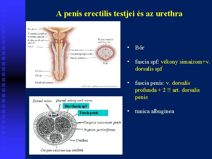 A penis erectilis testjei és az urethra • Bőr • fascia spf: vékony simaizom+v.