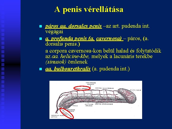 A penis vérellátása n n n páros aa. dorsales penis –az art. pudenda int.