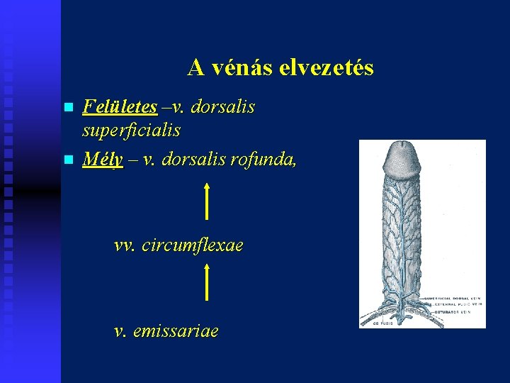 A vénás elvezetés n n Felületes –v. dorsalis superficialis Mély – v. dorsalis rofunda,