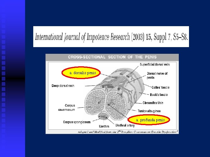 a. dorsalis penis a. profunda penis 