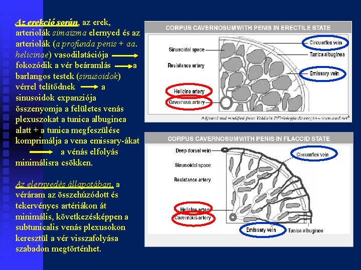 Az erekció során, az erek, arteriolák simaizma elernyed és az arteriolák (a profunda penis