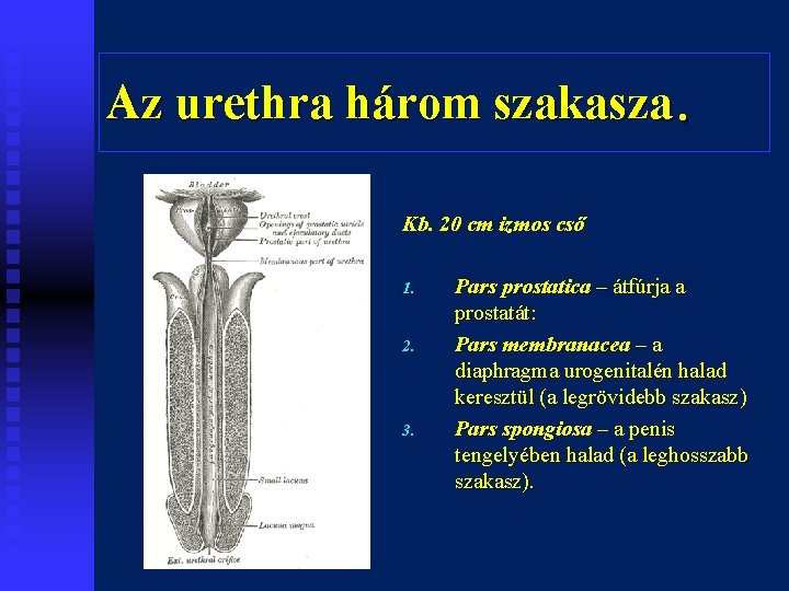 Az urethra három szakasza. Kb. 20 cm izmos cső 1. 2. 3. Pars prostatica