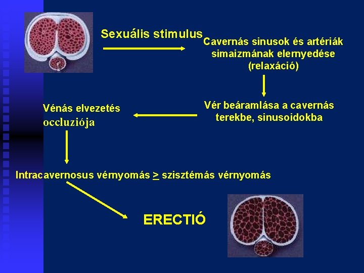 Sexuális stimulus Vénás elvezetés occluziója Cavernás sinusok és artériák simaizmának elernyedése (relaxáció) Vér beáramlása