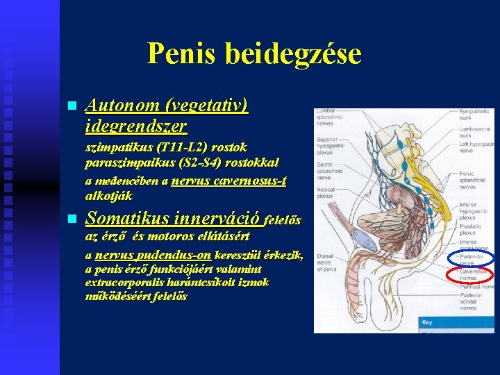 Penis beidegzése n Autonom (vegetativ) idegrendszer szimpatikus (T 11 -L 2) rostok paraszimpaikus (S