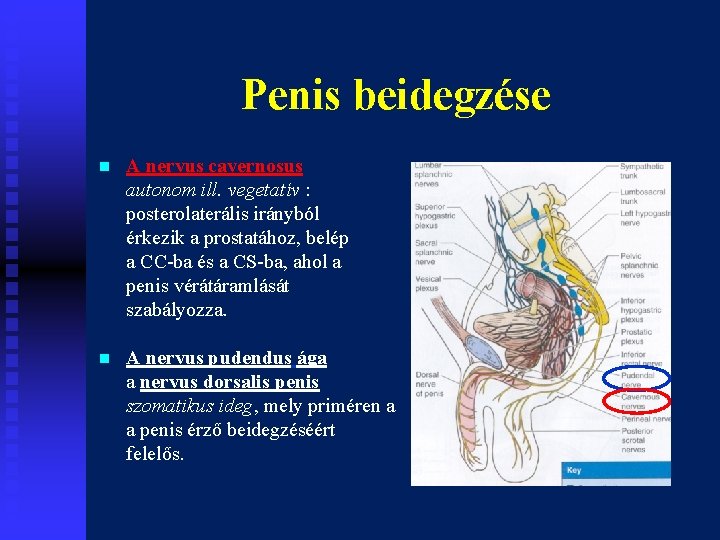 Penis beidegzése n A nervus cavernosus autonom ill. vegetatív : posterolaterális irányból érkezik a