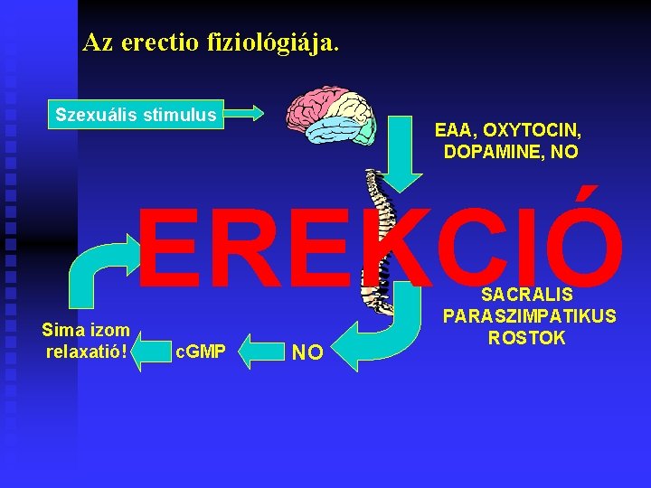 Az erectio fiziológiája. Szexuális stimulus EAA, OXYTOCIN, DOPAMINE, NO EREKCIÓ Sima izom relaxatió! c.