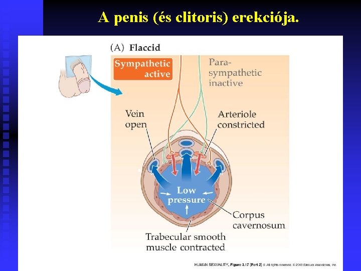 A penis (és clitoris) erekciója. 
