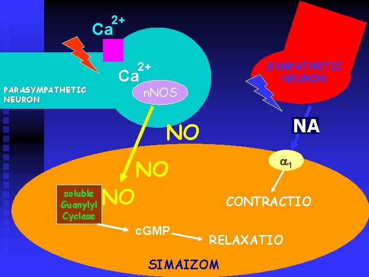 2+ Ca SYMPATHETIC NEURON 2+ PARASYMPATHETIC NEURON Ca n. NOS NA NO soluble Guanylyl