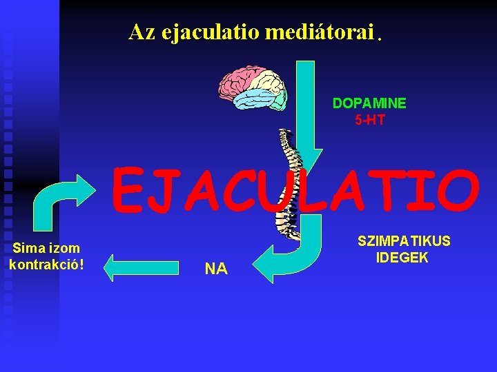 Az ejaculatio mediátorai DOPAMINE 5 -HT EJACULATIO Sima izom kontrakció! NA SZIMPATIKUS IDEGEK 