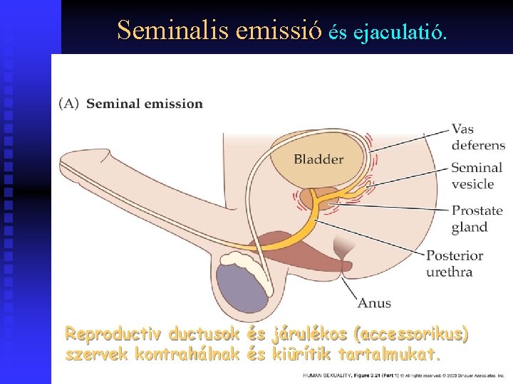 Seminalis emissió és ejaculatió. Reproductiv ductusok és járulékos (accessorikus) szervek kontrahálnak és kiürítik tartalmukat.