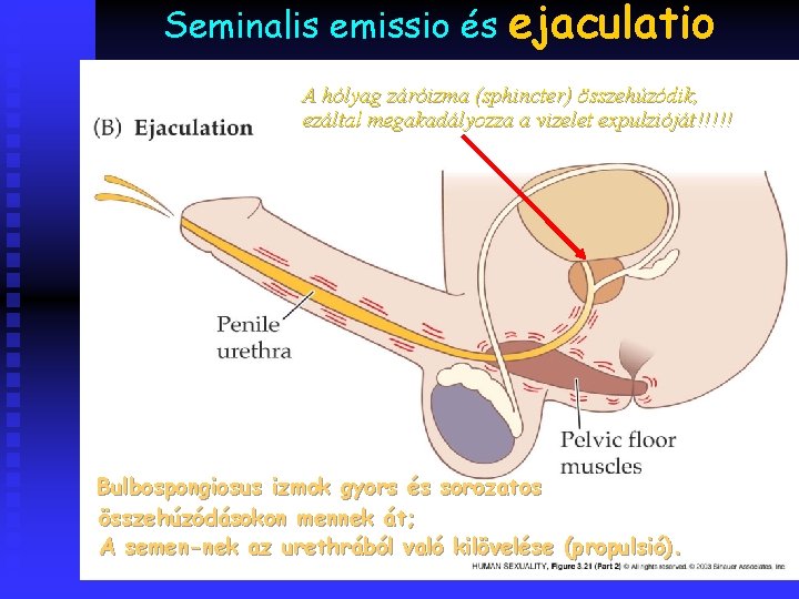 Seminalis emissio és ejaculatio A hólyag záróizma (sphincter) összehúzódik, ezáltal megakadályozza a vizelet expulzióját!!!!!