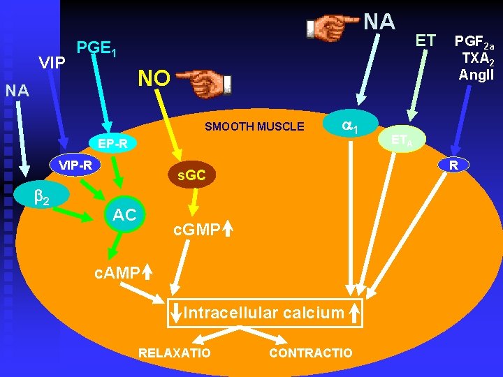 NA VIP PGE 1 NO NA SMOOTH MUSCLE a 1 EP-R VIP-R b 2