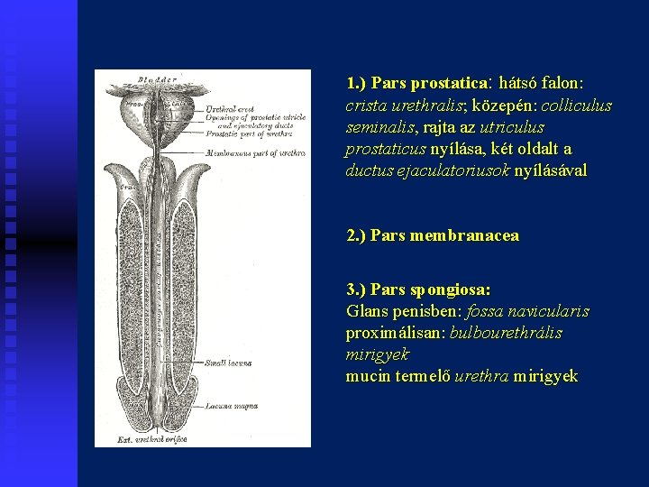 1. ) Pars prostatica: hátsó falon: crista urethralis; közepén: colliculus seminalis, rajta az utriculus