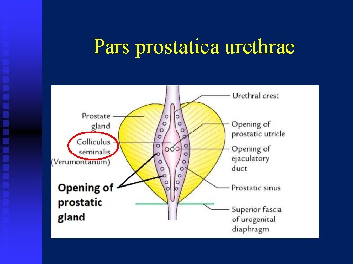 Pars prostatica urethrae 