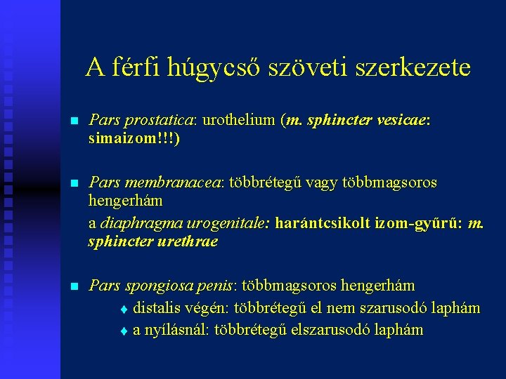 A férfi húgycső szöveti szerkezete n Pars prostatica: urothelium (m. sphincter vesicae: simaizom!!!) n