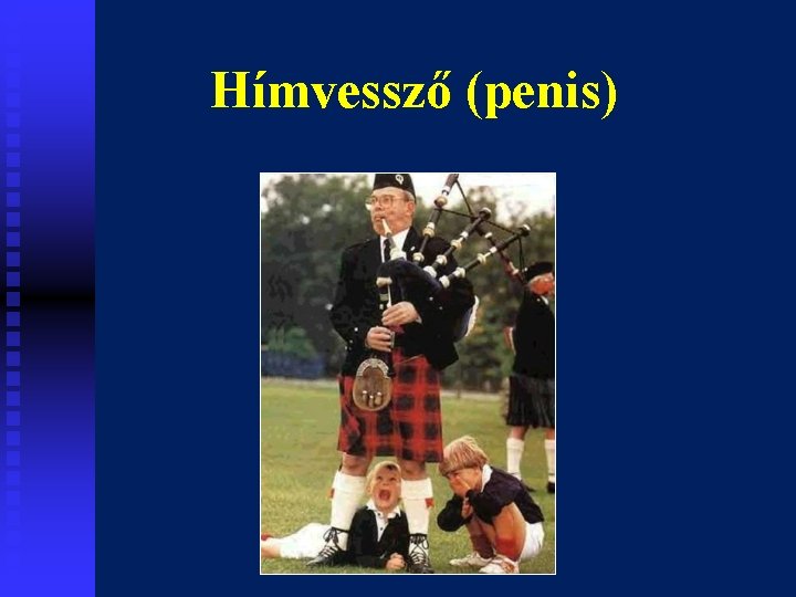 Hímvessző (penis) 