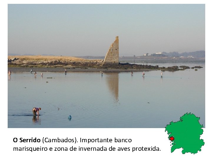 O Serrido (Cambados). Importante banco marisqueiro e zona de invernada de aves protexida. 