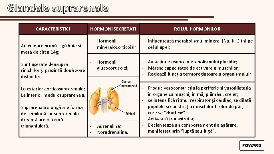 Glandele suprarenale CARACTERISTICI Au culoare brună – gălbuie și masa de circa 14 g;